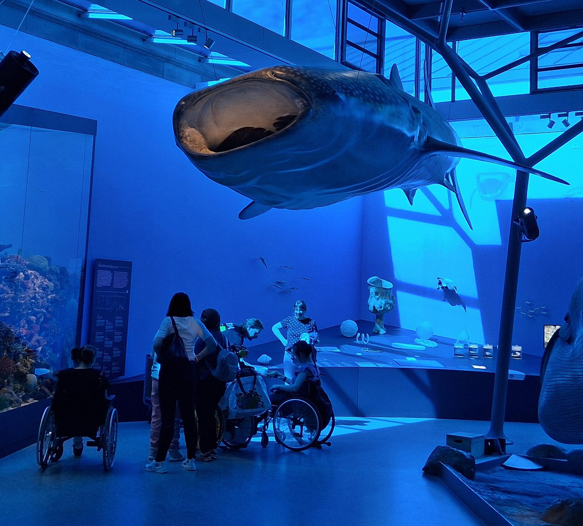 In einem Blau beleuchtetem Raum im Museum hängt an  der Decke ein Modell von einem Wahlfisch. Sein Maul steht weit offen. Darunter im Raum stehen Personen, einige von ihnen sitzen im Rollstuhl