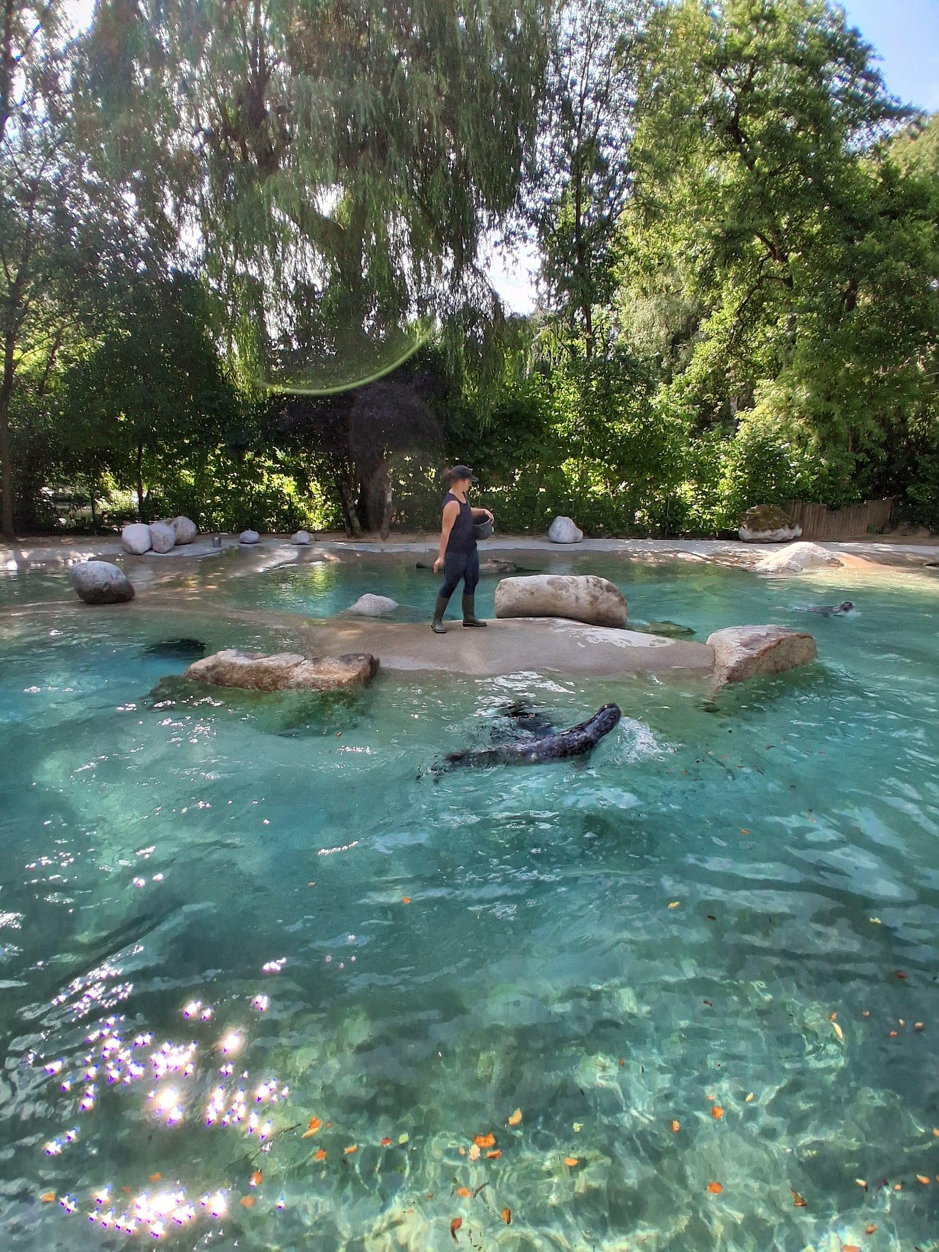 Ein Wasserbecken mit Seehunden. Das Wasser ist Blau und die Sonne scheint. Auf einer kleinen Insel mitten im Wasser steht eine Frau mit einem Eimer. Sie füttert die Seehunde