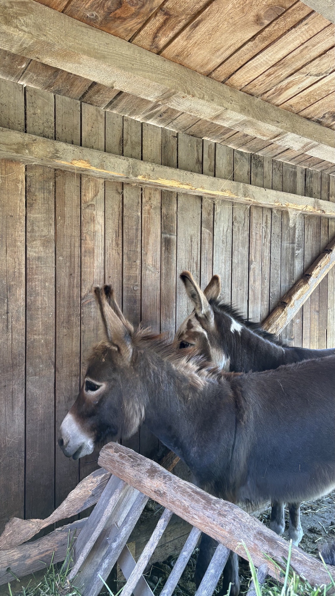 Zwei Esel stehen nebeneinander in einem Stall